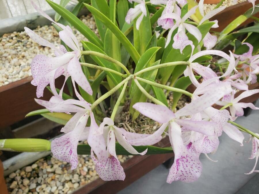 Guarianthe bowringiana flower