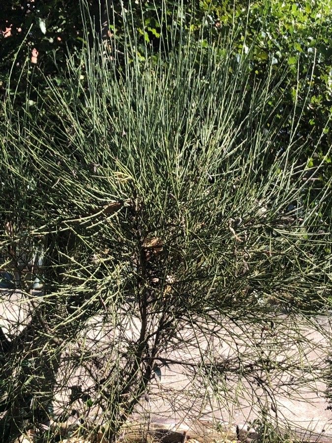 Cytisus praecox leaf