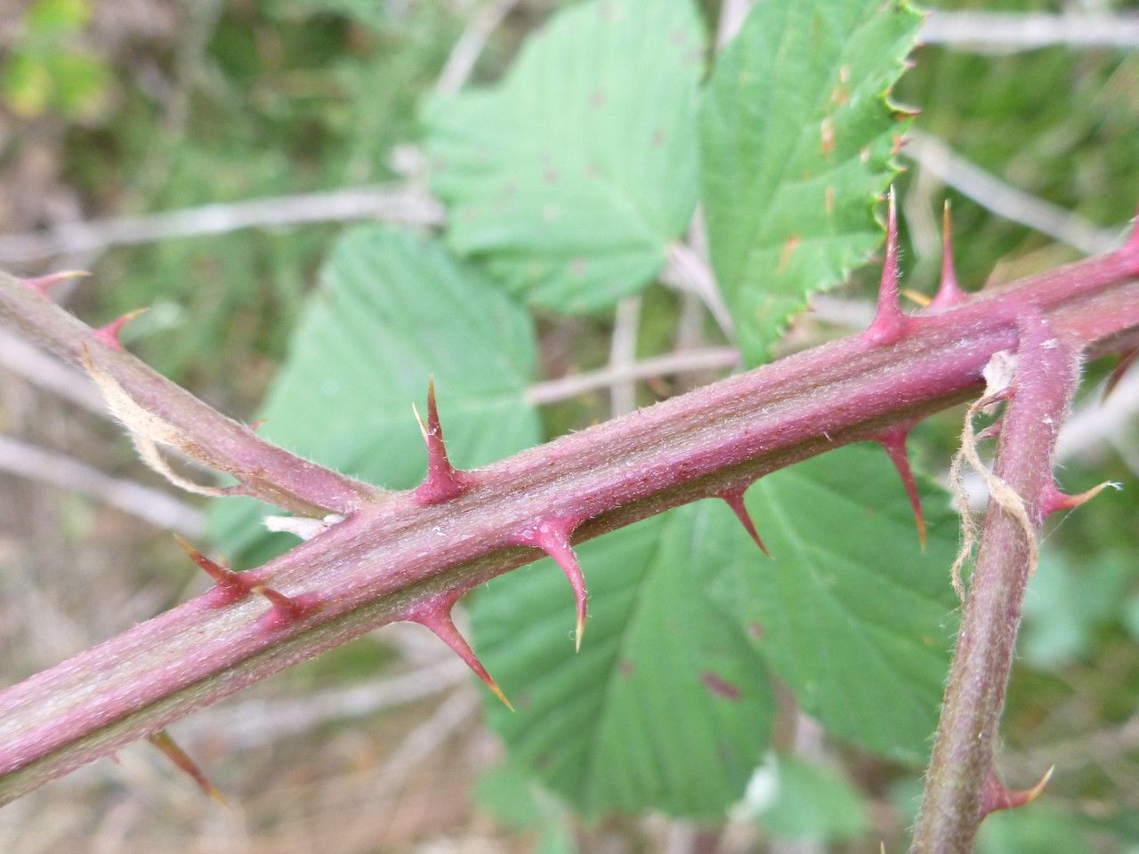 Rubus acutidens bark