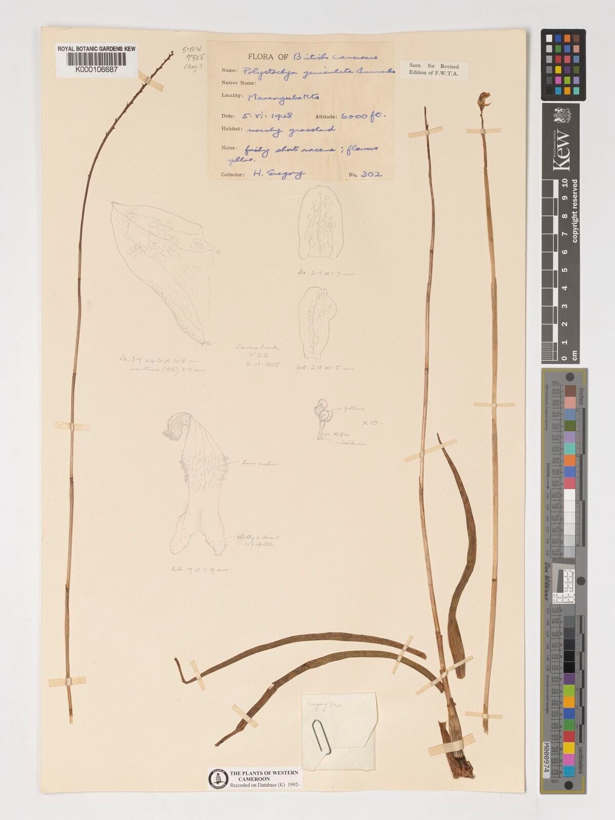 Polystachya geniculata — houseplant care guide