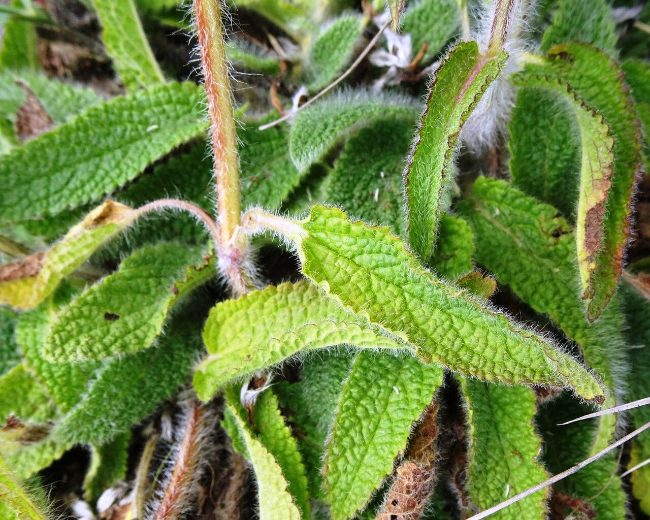 Stachys heraclea — search result for 'Stachys'
