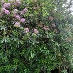 Rhododendron ponticum