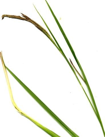 Carex microcarpa — houseplant care guide
