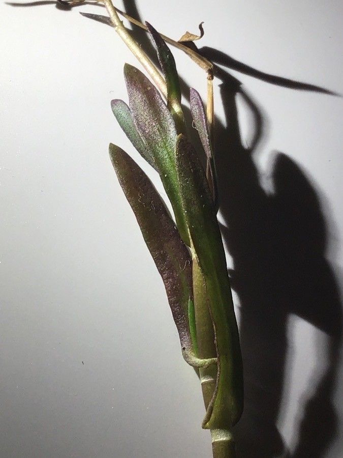 Cotula coronopifolia — flood tolerant houseplant