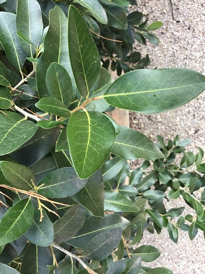 Apodytes dimidiata — houseplant care guide