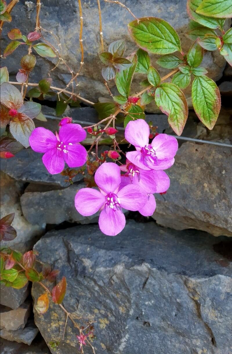 Centradenia inaequilateralis flower