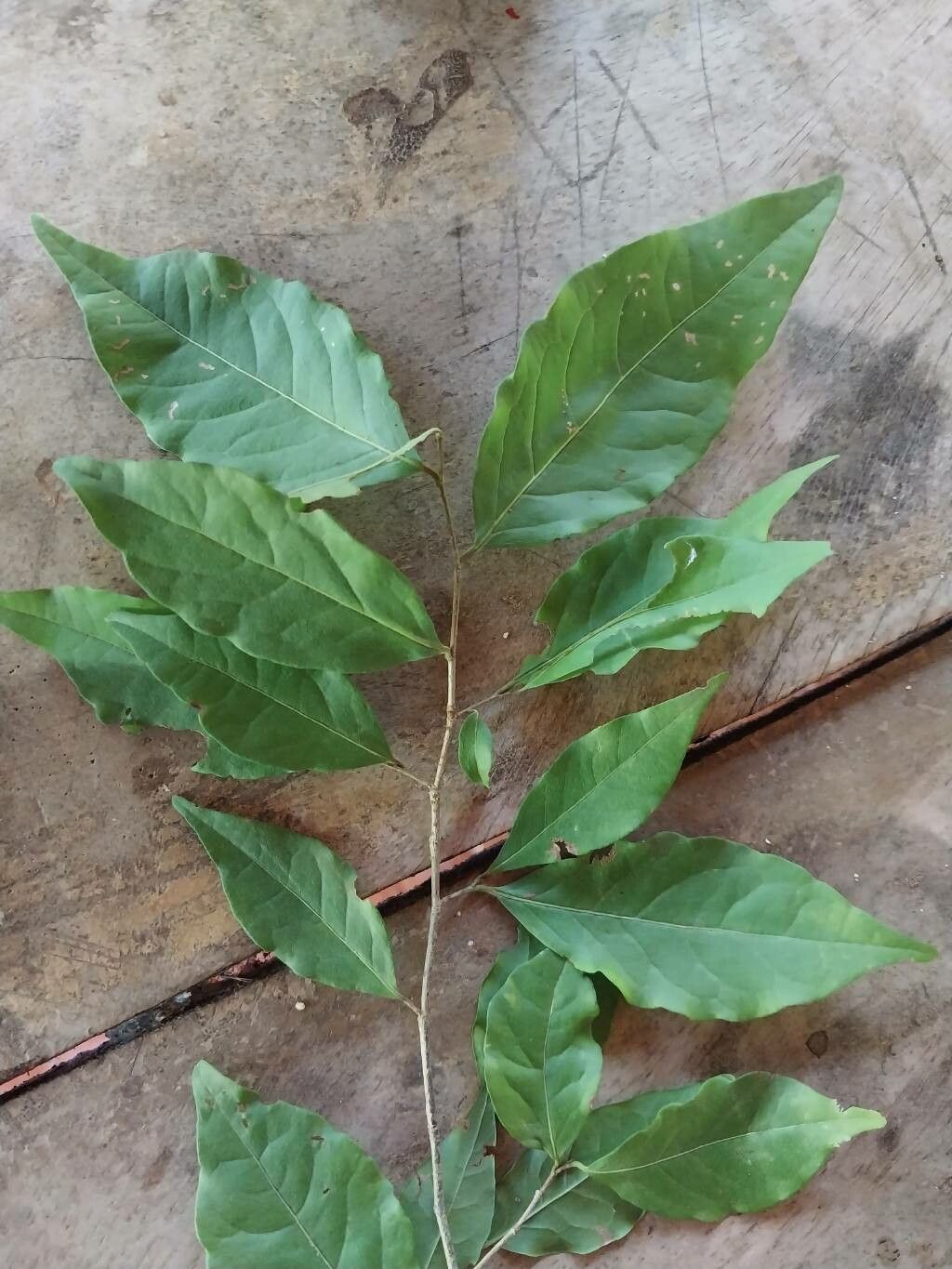 Ruprechtia costaricensis — related species from the same genus