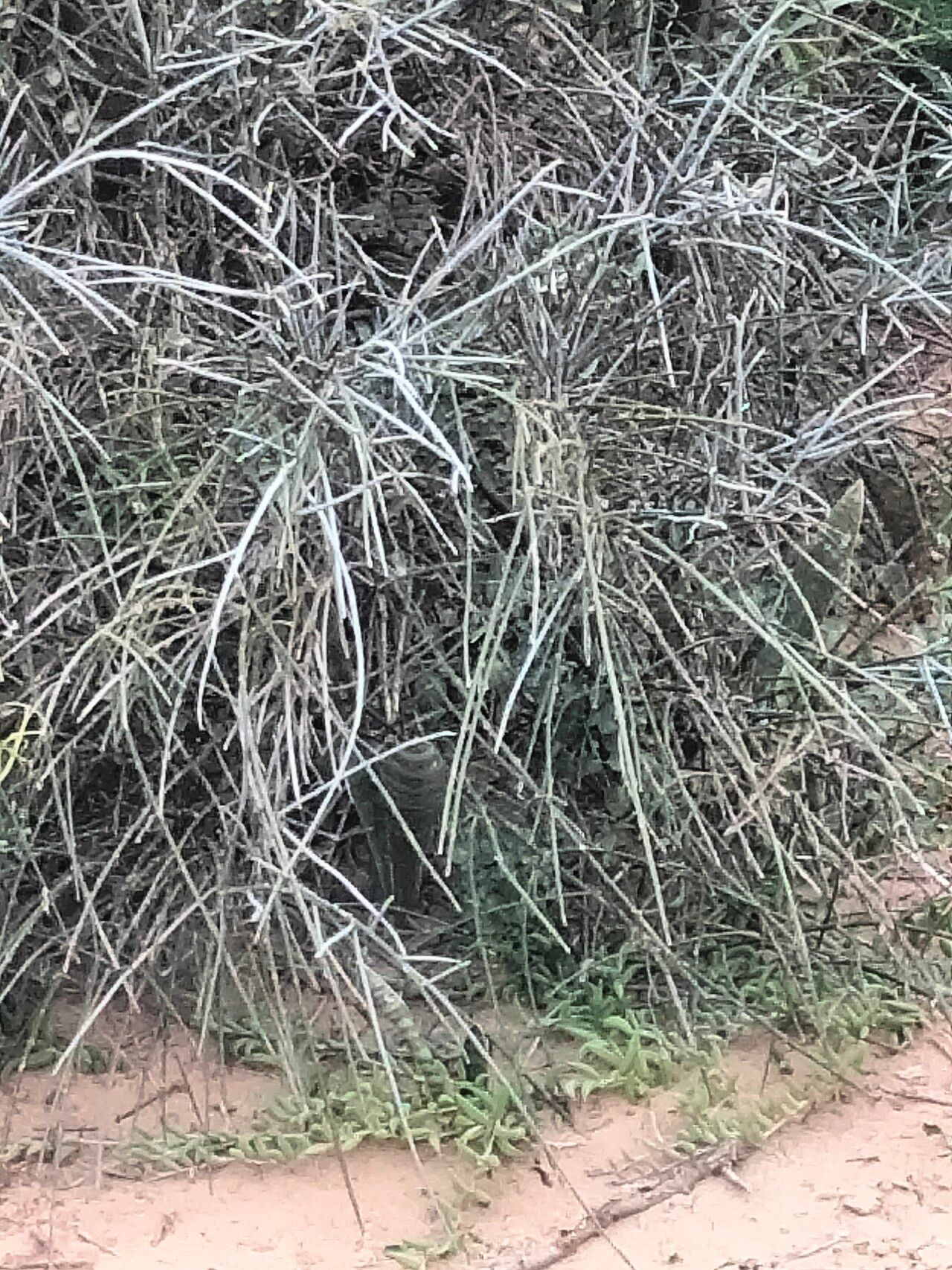 Cadaba aphylla habit