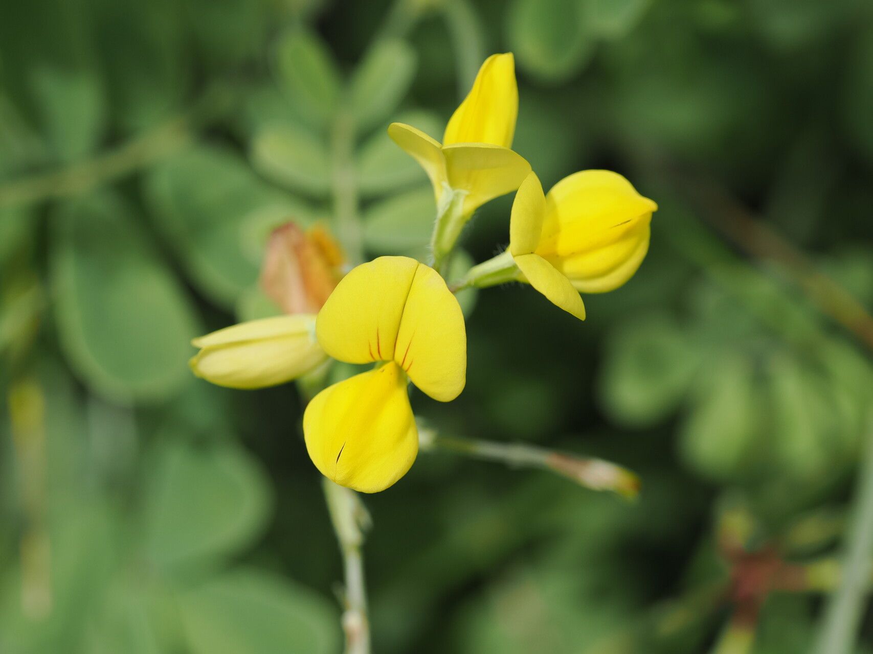 Coronilla orientalis flower