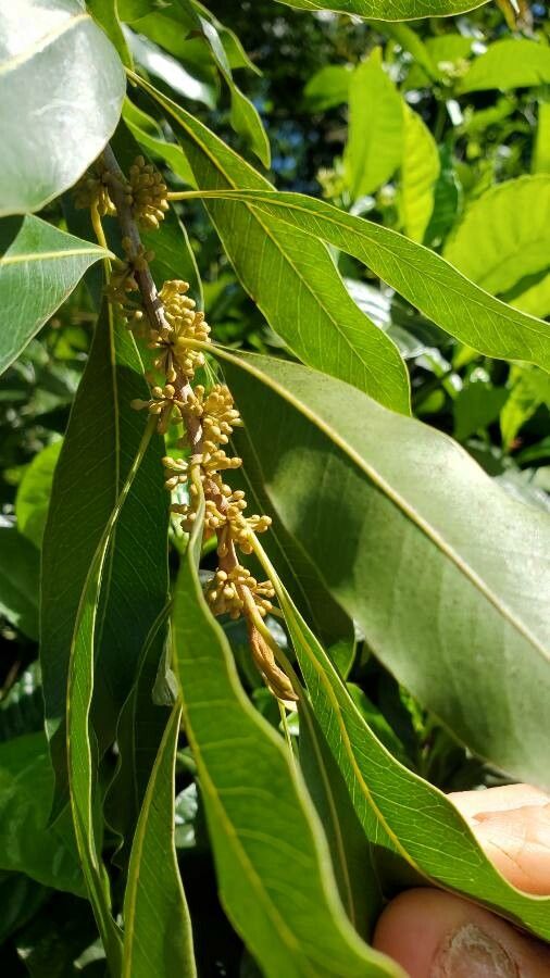 Sideroxylon salicifolium — houseplant care guide