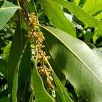 Sideroxylon salicifolium