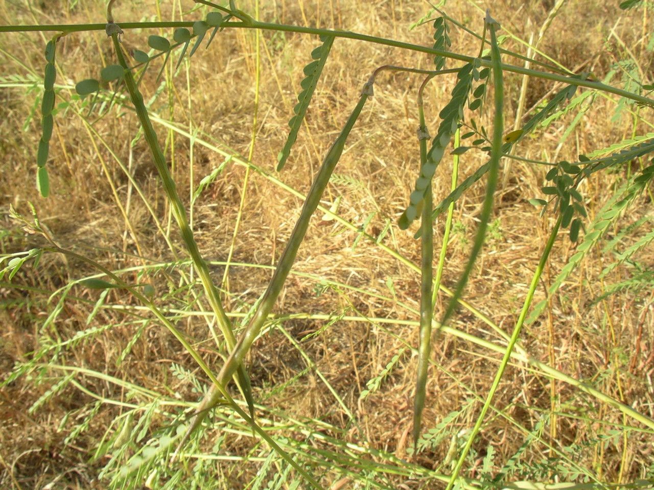 Sesbania pachycarpa habit