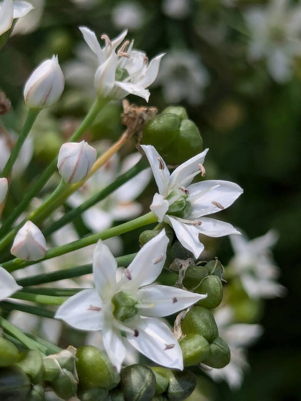 Allium ramosum flower