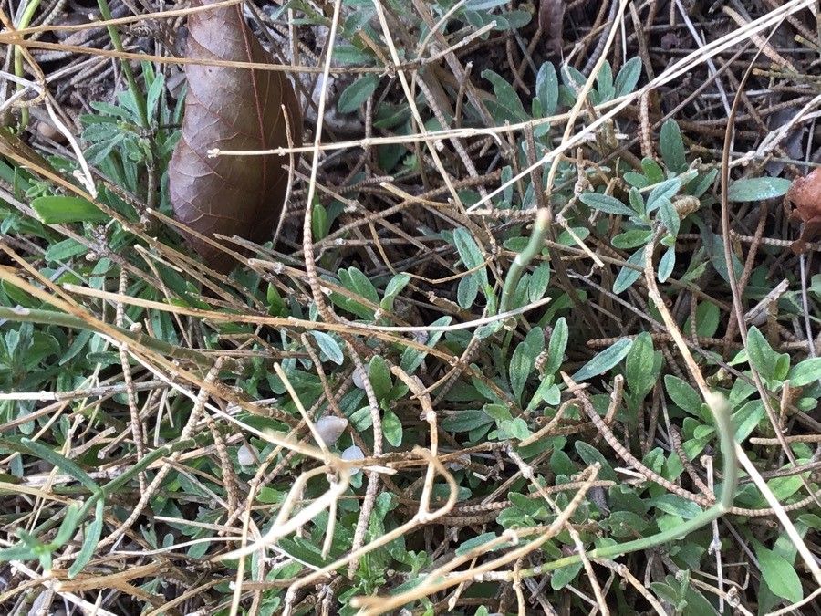 Sideritis glauca — search result for 'Sideritis'