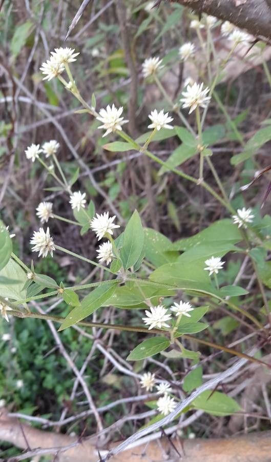 Alternanthera flavescens — search result for 'Alternanthera'