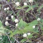 Alternanthera flavescens