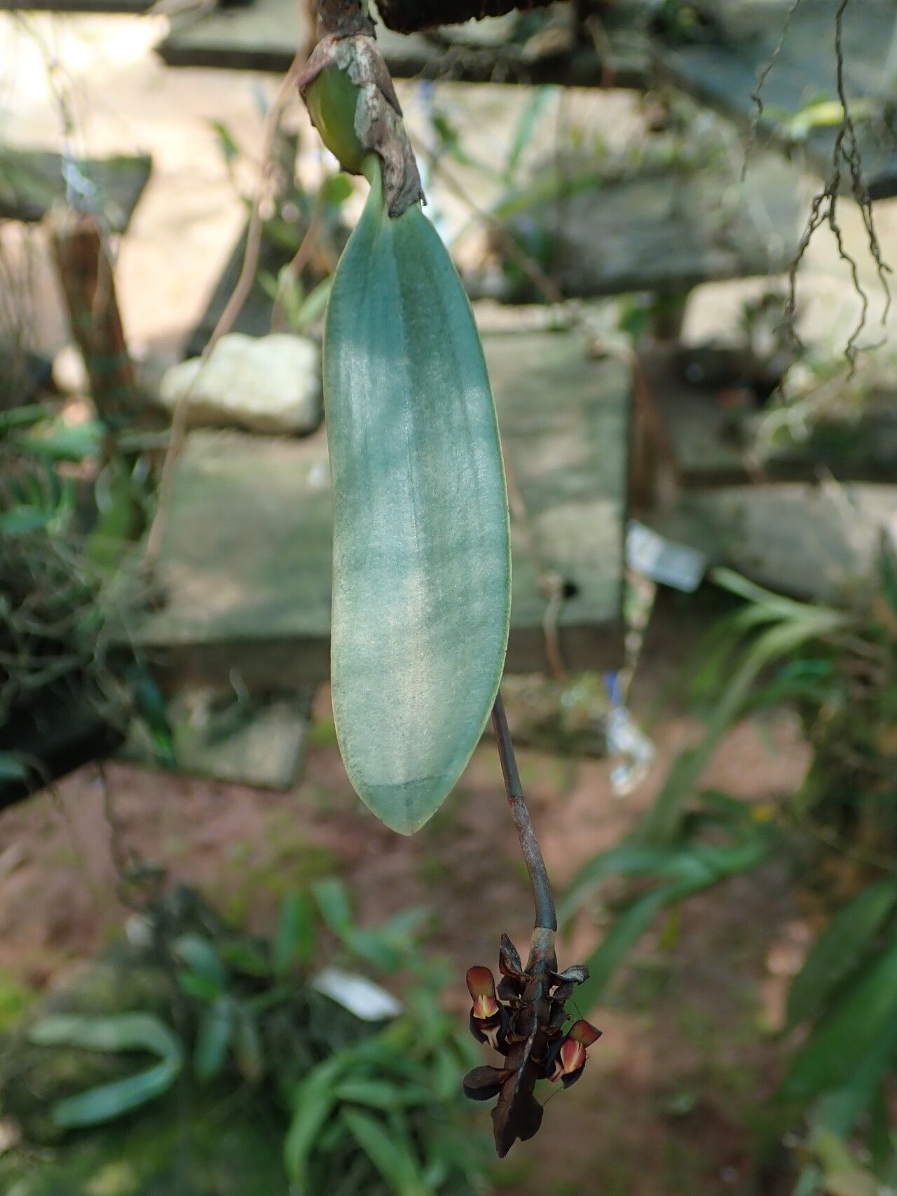 Bulbophyllum magnibracteatum habit