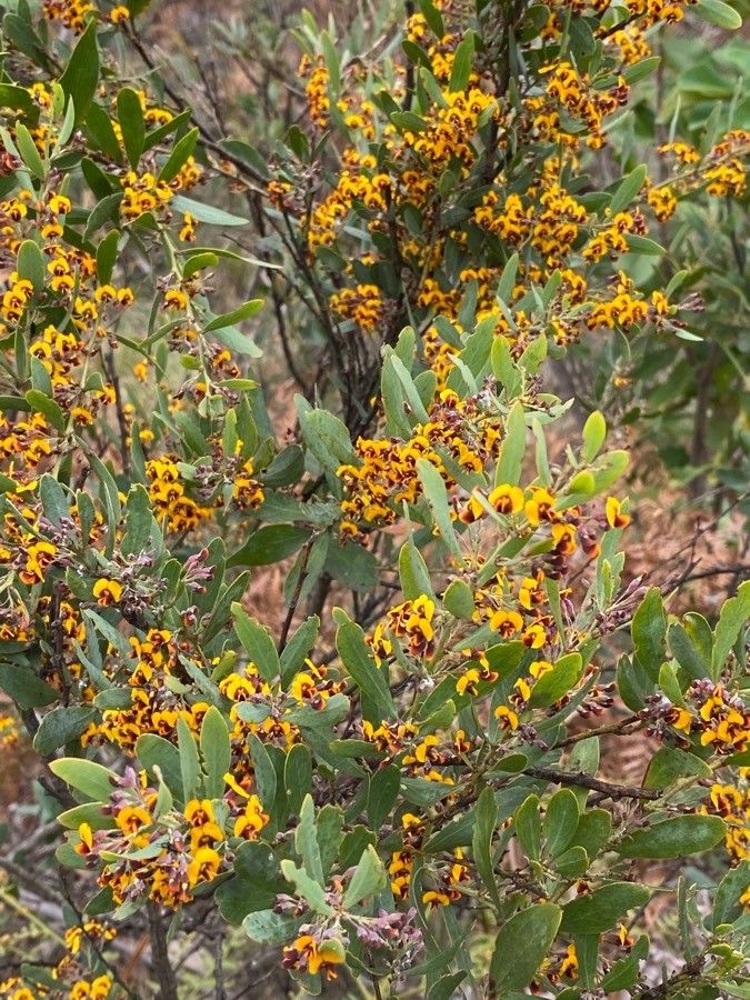 Daviesia mimosoides flower