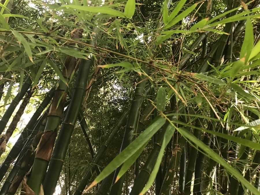 Dendrocalamus giganteus leaf