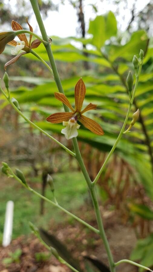 Encyclia tampensis leaf