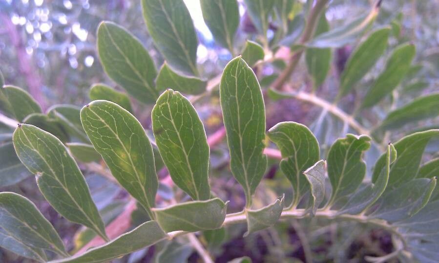 Mutisia acuminata leaf