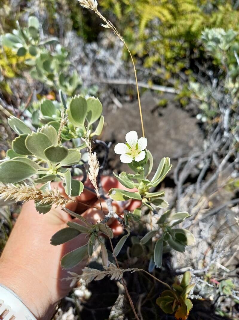 Geranium cuneatum flower