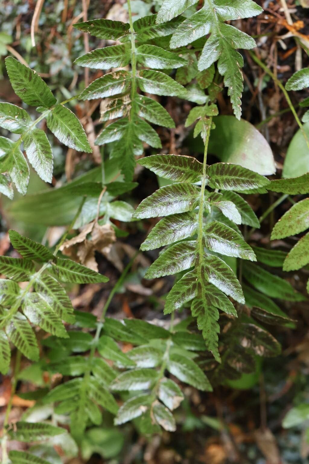 Plagiogyria adnata — related species from the same genus