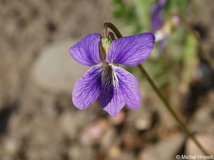 Viola palmata flower