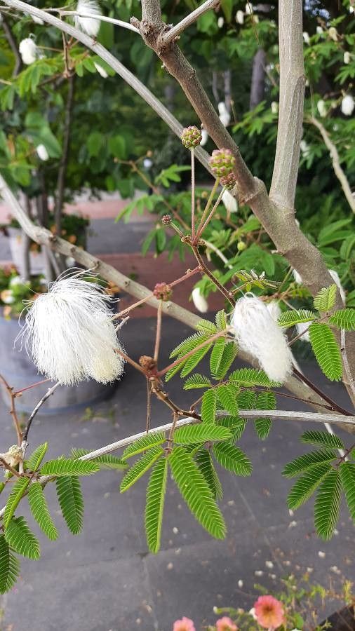 Zapoteca portoricensis fruit