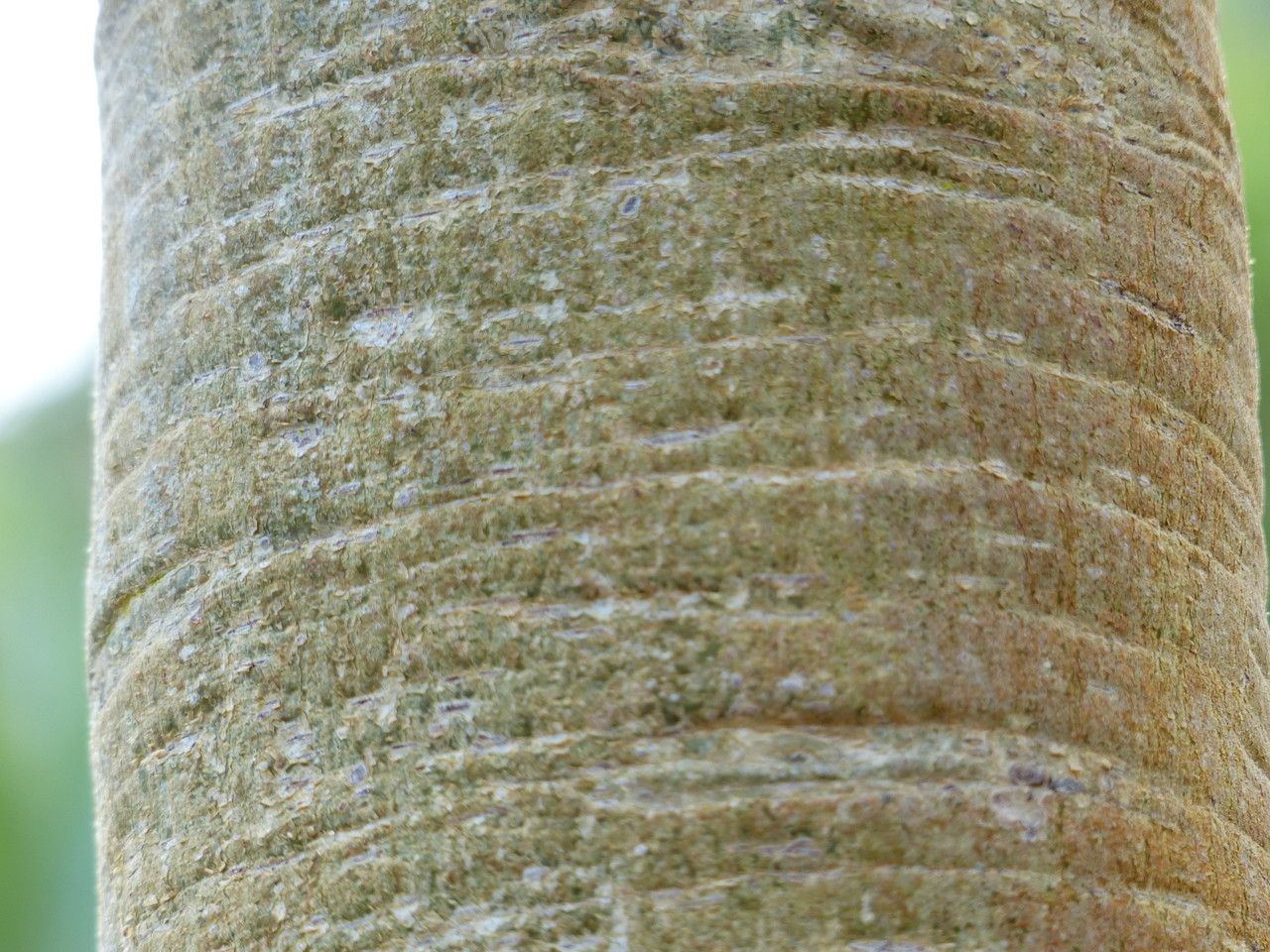 Ficus glumosa bark