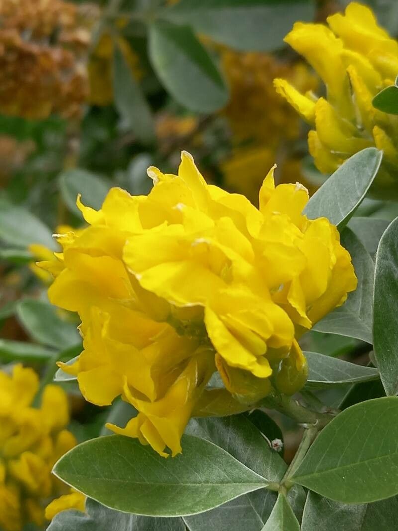Argyrocytisus battandieri flower