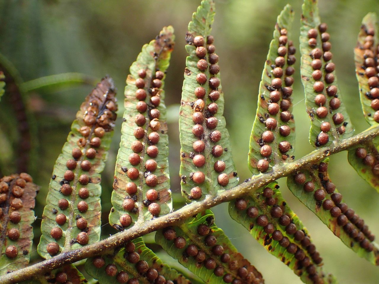 Cyathea borbonica fruit