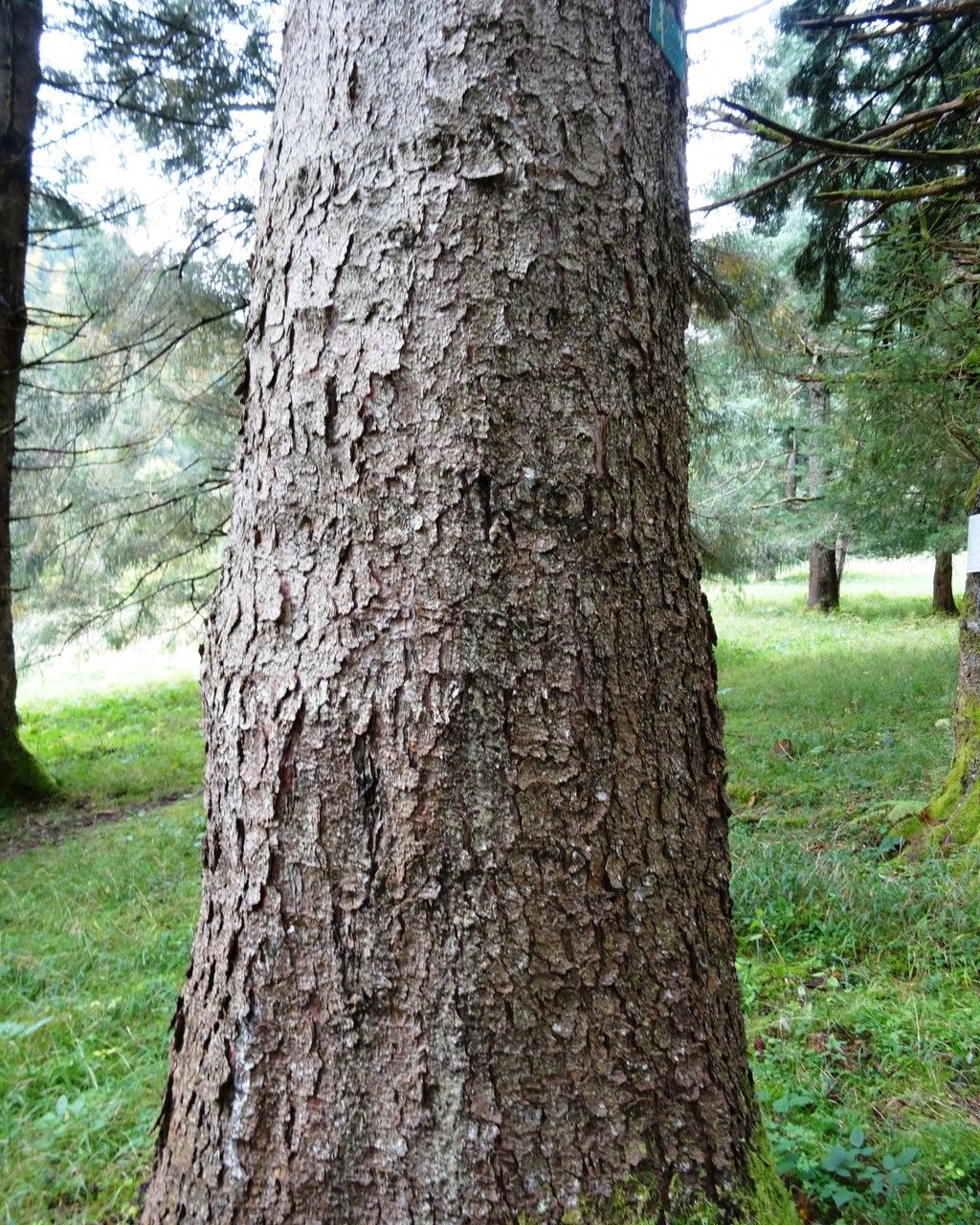Picea morrisonicola bark