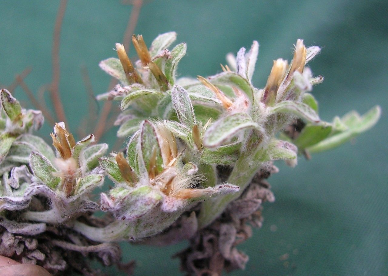 Mniodes subspicata — houseplant care guide