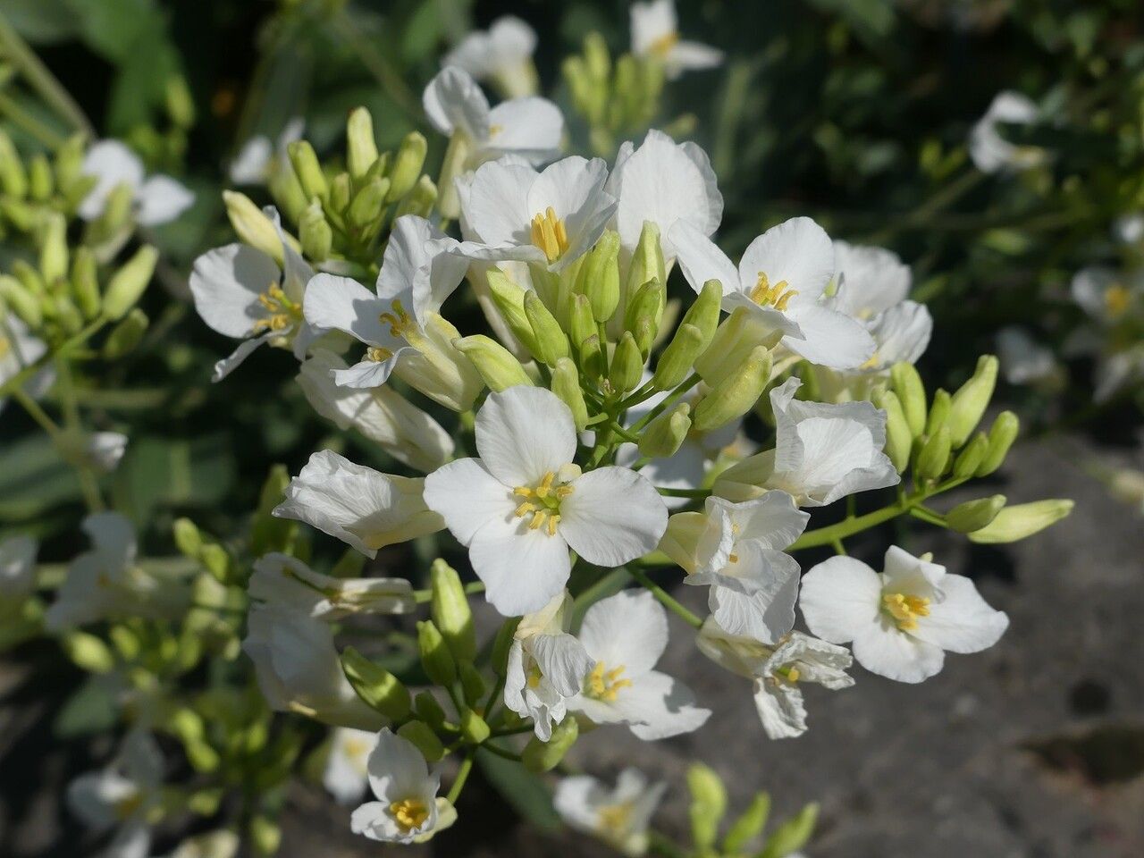 Brassica insularis flower