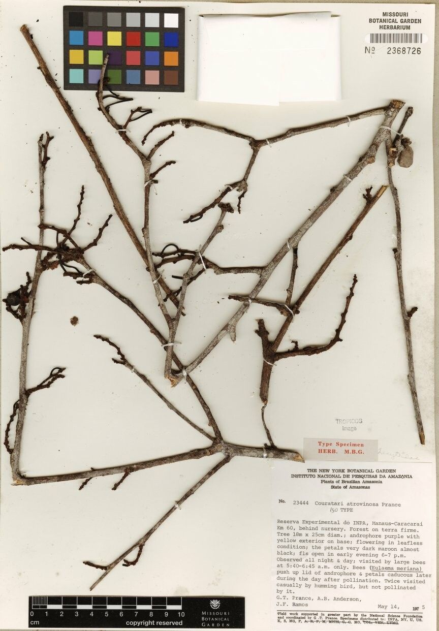 Couratari atrovinosa — related species from the same genus