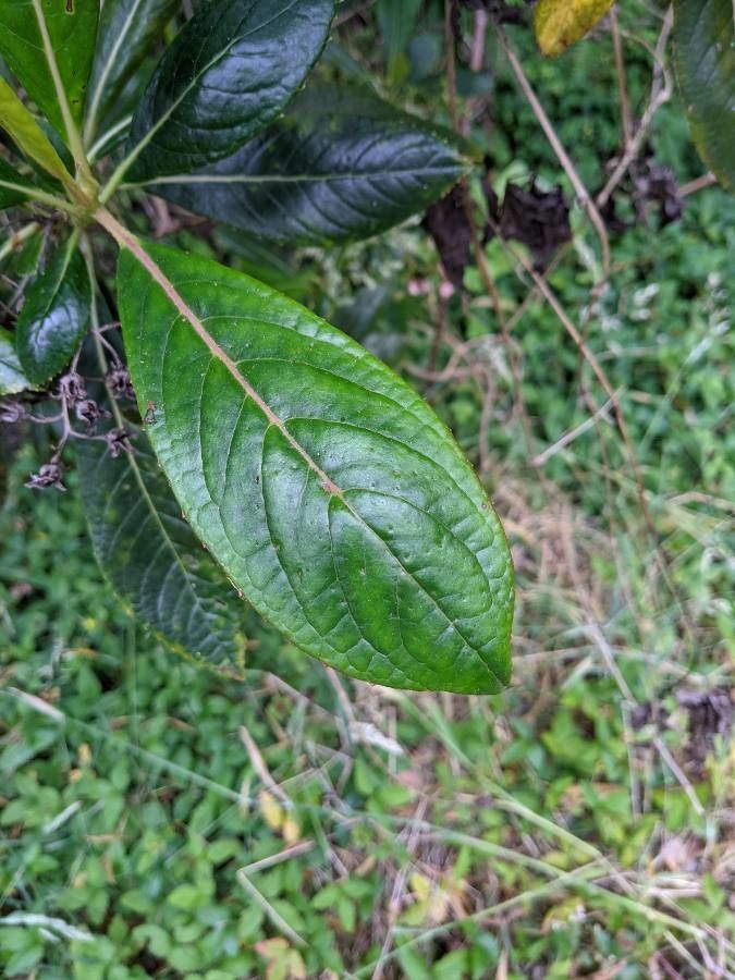 Forgesia racemosa — search result for 'Escalloniaceae'