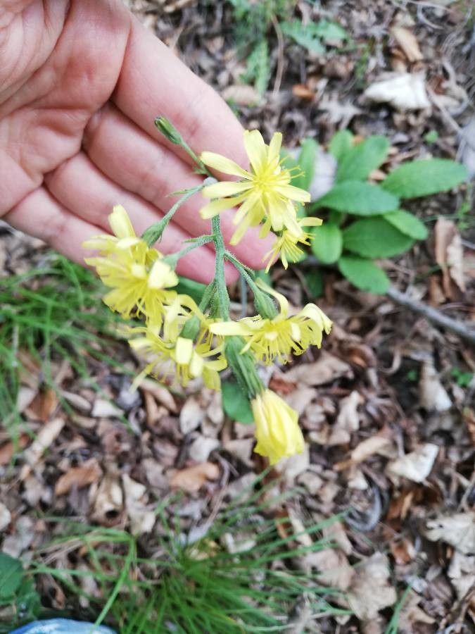 Crepis praemorsa flower