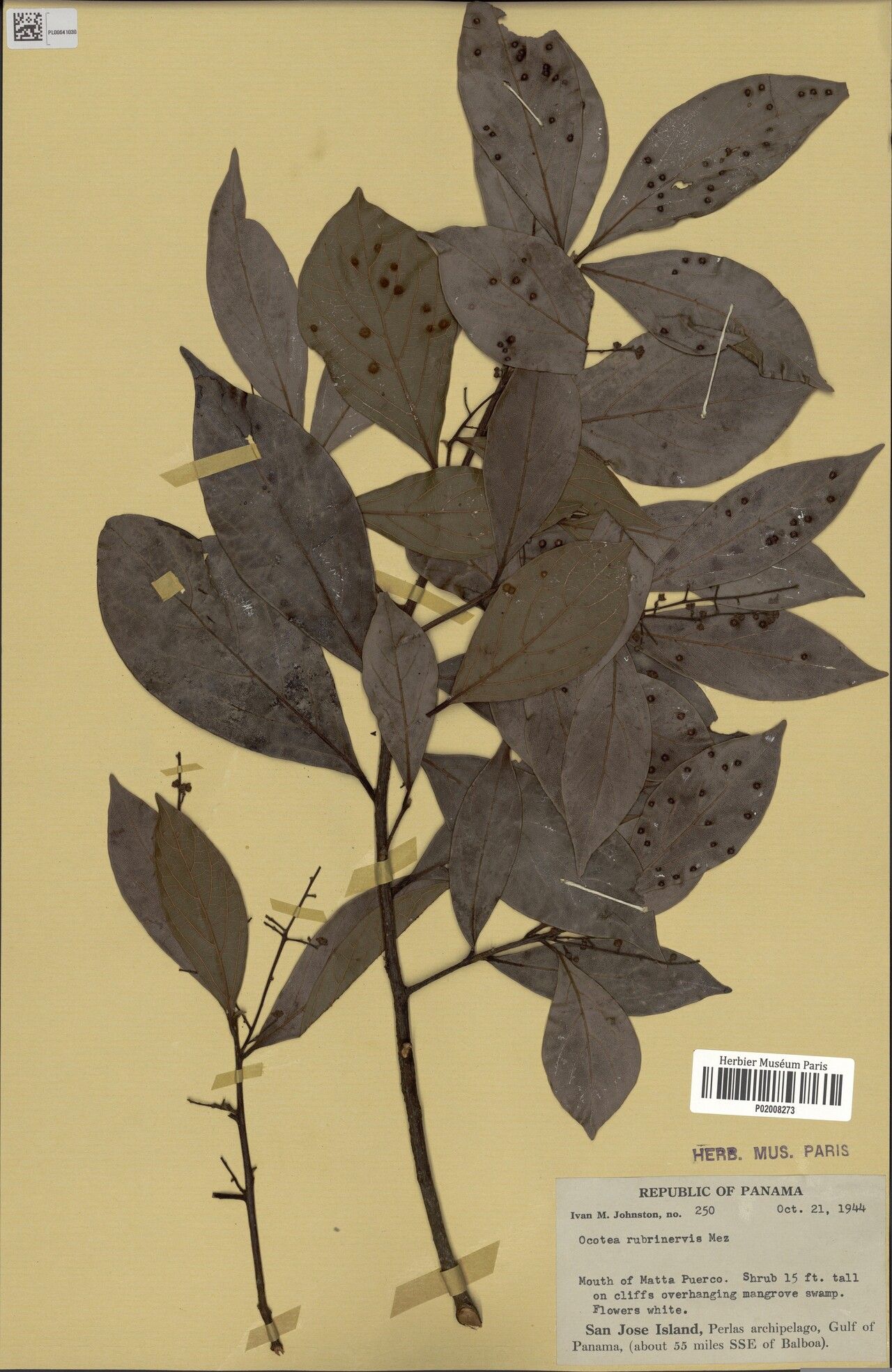 Ocotea rubrinervis — houseplant care guide