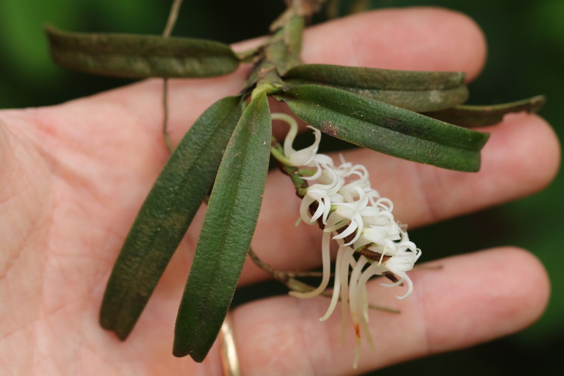 Cyrtorchis brownii habit