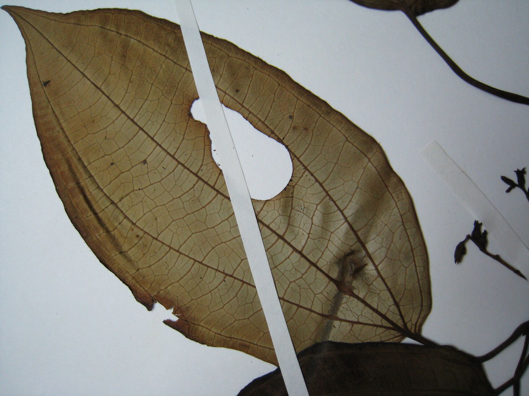 Miconia trimera other