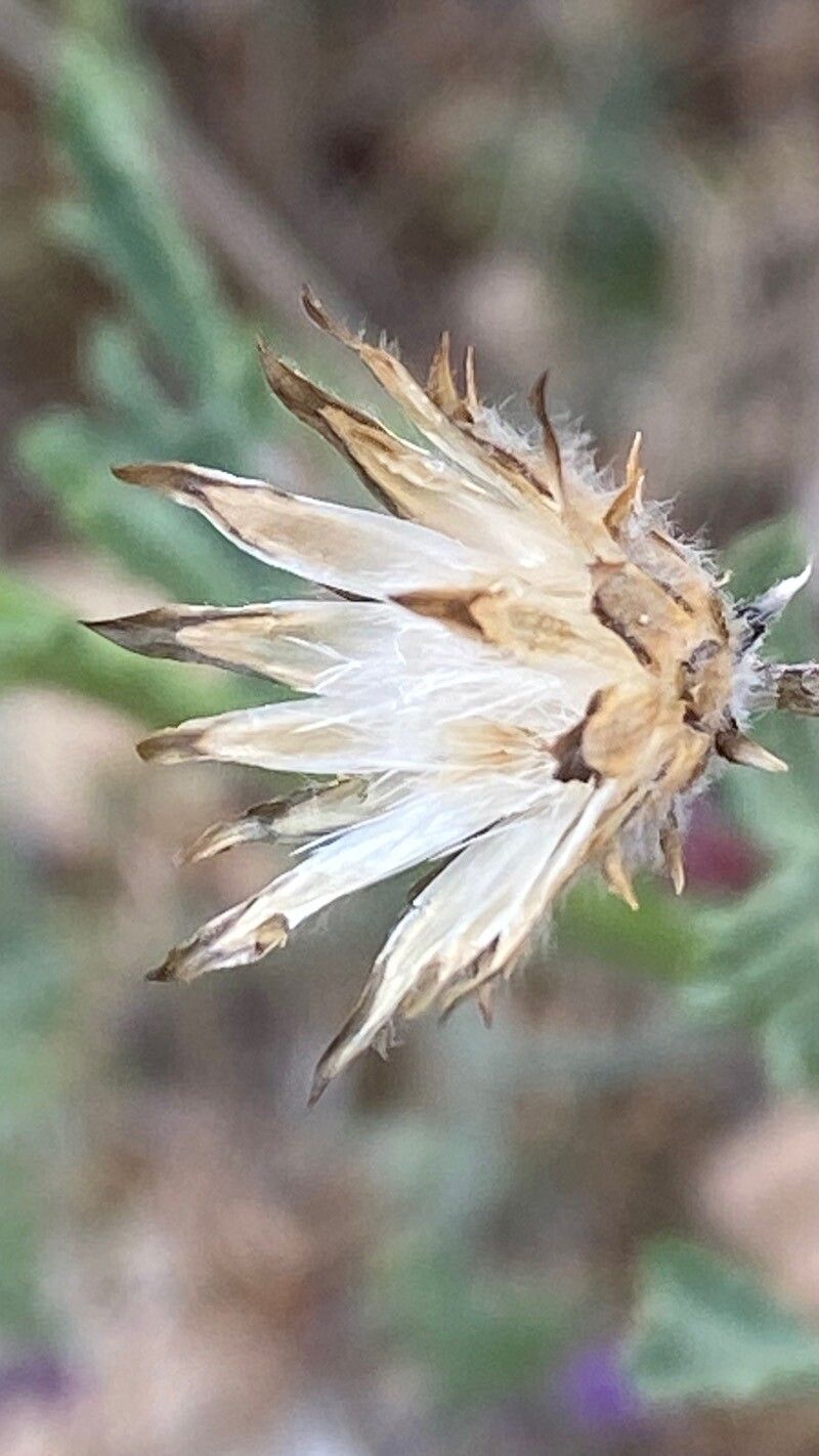 Volutaria tubuliflora fruit