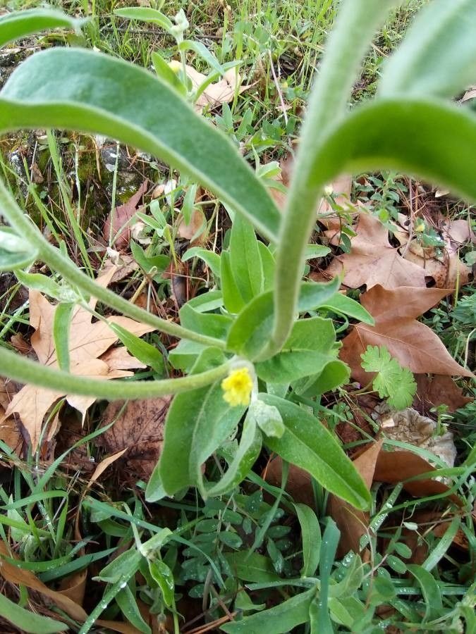 Andryala arenaria flower