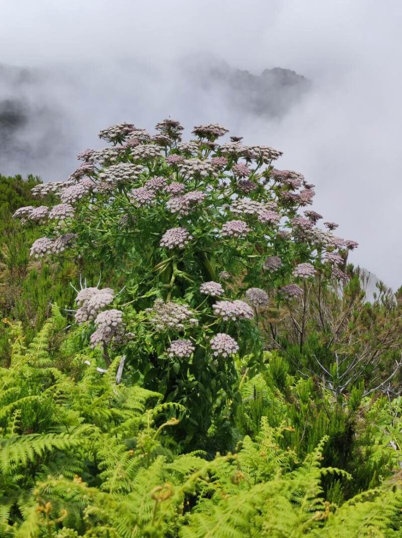 Melanoselinum decipiens flower