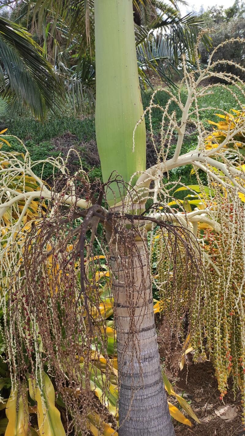 Archontophoenix tuckeri bark