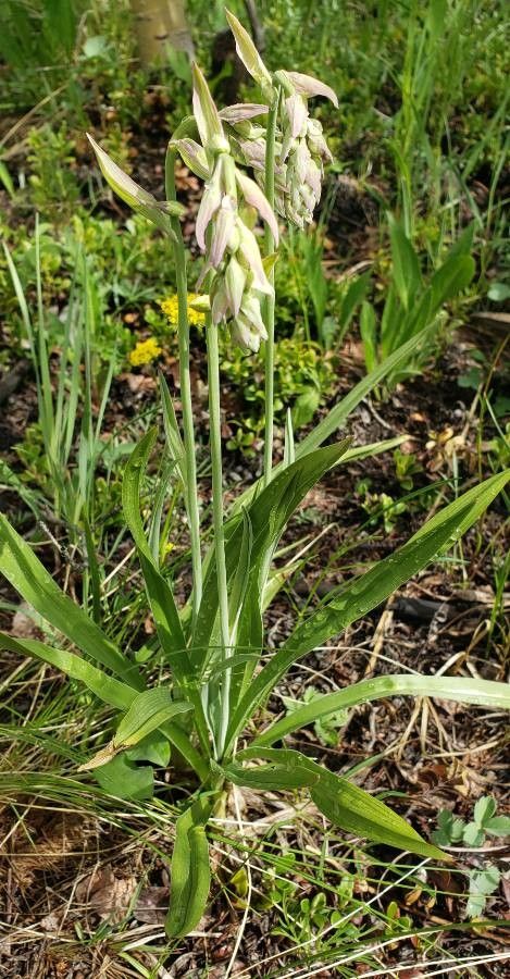 Zigadenus glaberrimus leaf