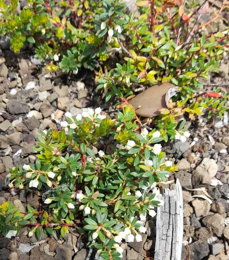 Gaultheria poeppigii habit