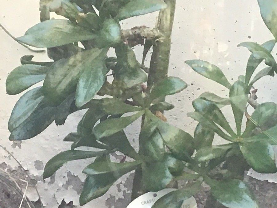 Tylecodon paniculatus — houseplant care guide