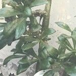 Tylecodon paniculatus