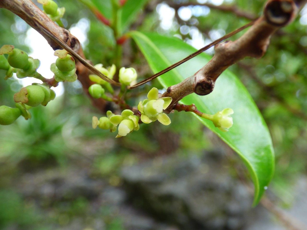 Psiloxylon mauritianum flower